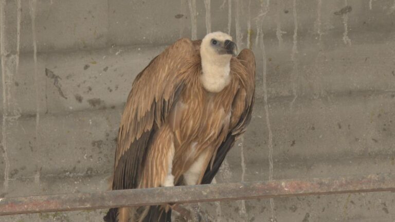 [Aggregator] Downloaded image for imported item #30551