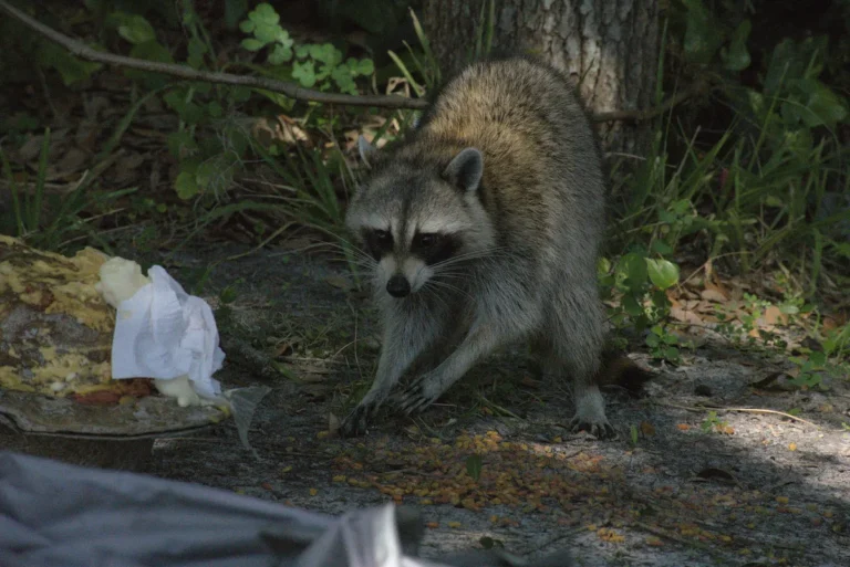 [Aggregator] Downloaded image for imported item #31604