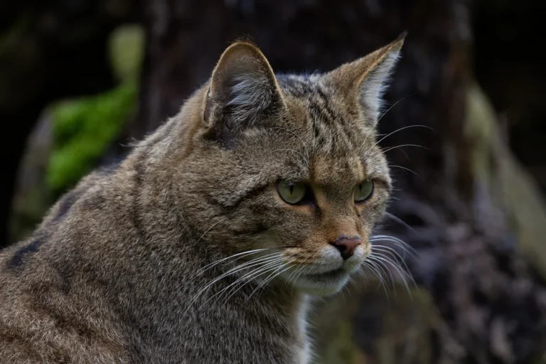 [Aggregator] Downloaded image for imported item #31633