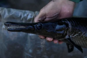 [Aggregator] Downloaded image for imported item #35504