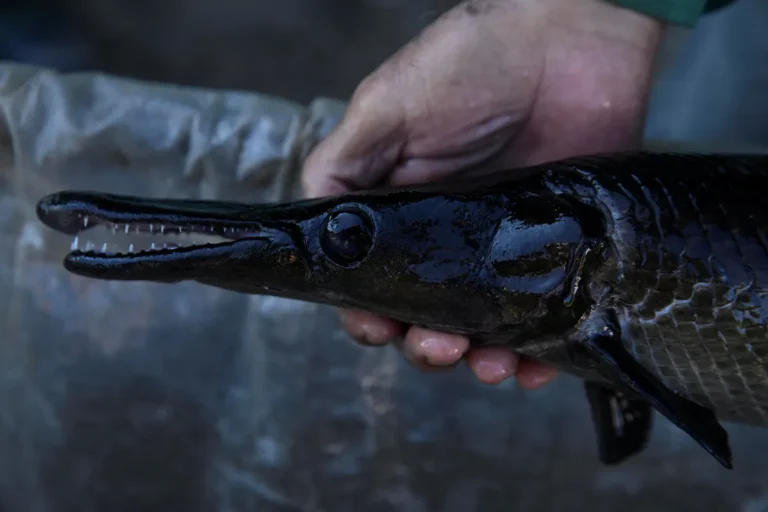 [Aggregator] Downloaded image for imported item #35504