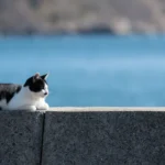 [Aggregator] Downloaded image for imported item #38172