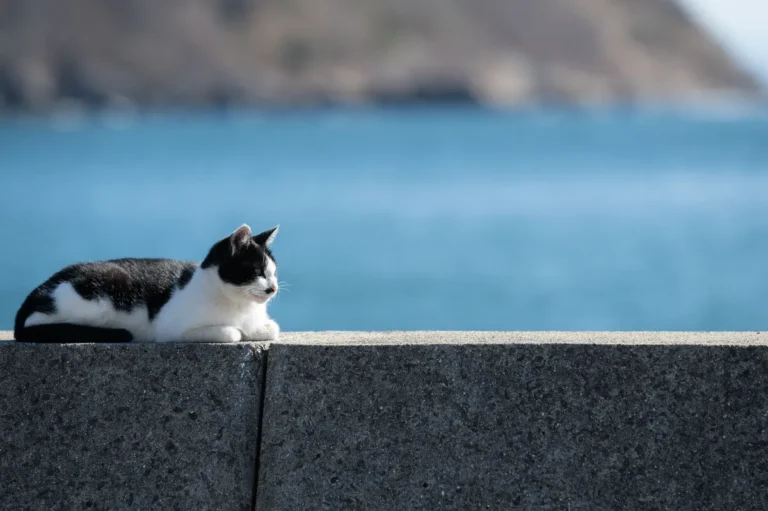 [Aggregator] Downloaded image for imported item #38172