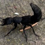 Pojavila se strašna buba koja jede zmije i leševe! Nazivaju je i đavoljom a evo koliko je opasna po ljude -alergijske reakcije su veoma česte Djavolja buba