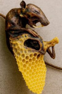 Pčele mumificiraju miša