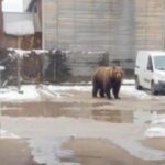 [Aggregator] Downloaded image for imported item #48712