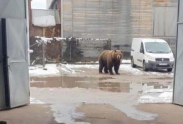 [Aggregator] Downloaded image for imported item #48712