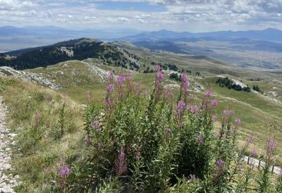 [Aggregator] Downloaded image for imported item #49102