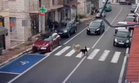 [Aggregator] Downloaded image for imported item #52376