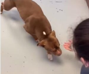 [Aggregator] Downloaded image for imported item #50502