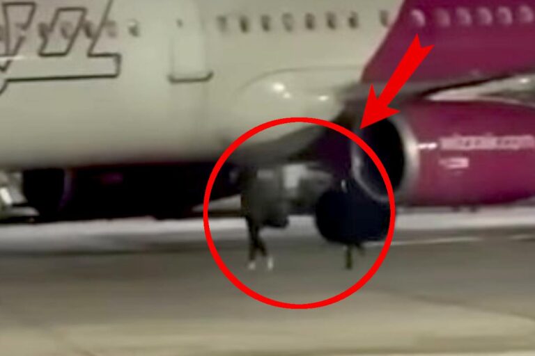 [Aggregator] Downloaded image for imported item #38706