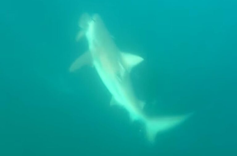 [Aggregator] Downloaded image for imported item #44012