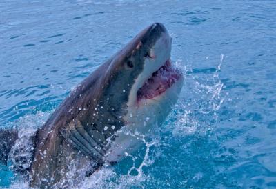 [Aggregator] Downloaded image for imported item #44508