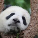 [Aggregator] Downloaded image for imported item #39775