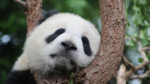 [Aggregator] Downloaded image for imported item #39775