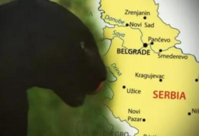 [Aggregator] Downloaded image for imported item #39216