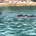 [Aggregator] Downloaded image for imported item #31348