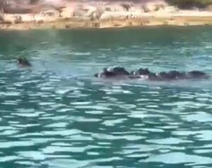 [Aggregator] Downloaded image for imported item #31348