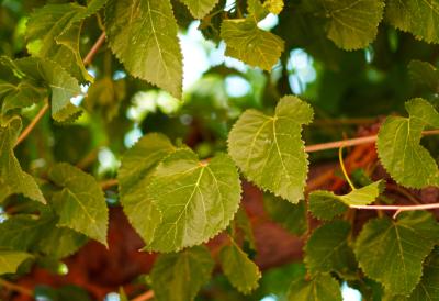 [Aggregator] Downloaded image for imported item #38038