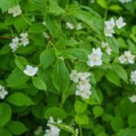 [Aggregator] Downloaded image for imported item #40937