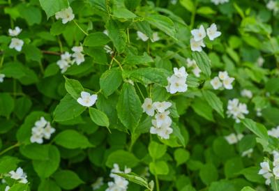 [Aggregator] Downloaded image for imported item #40935