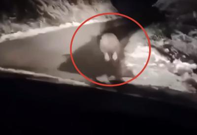 [Aggregator] Downloaded image for imported item #48964