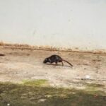 [Aggregator] Downloaded image for imported item #38220