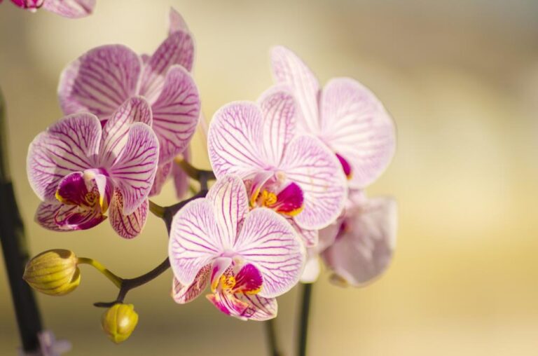 [Aggregator] Downloaded image for imported item #45619