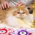 [Aggregator] Downloaded image for imported item #38420