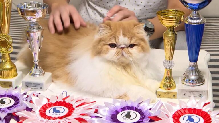 [Aggregator] Downloaded image for imported item #38420