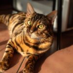 [Aggregator] Downloaded image for imported item #46124