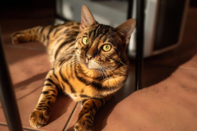 [Aggregator] Downloaded image for imported item #46124