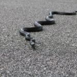 ŠOK KOD ALEKSINCA USRED NOVEMBRA! Ljudi ugledali zmiju na ulici, kada je NAJMANJE OČEKUJU: Evo šta kažu narodna verovanja za tu pojavu u OVO DOBA GODINE shutterstock 1174869874