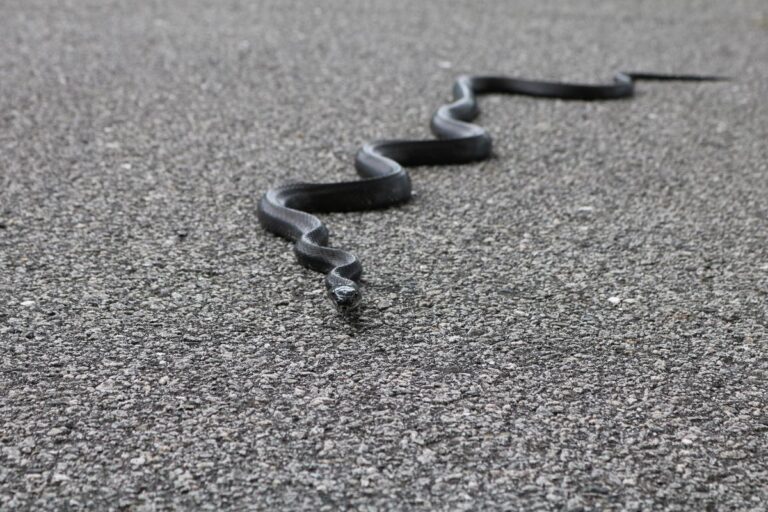 shutterstock 1174869874