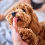 Zašto vas pas liže? Nije u pitanju samo ljubav – evo šta to zapravo znači shutterstock 2436591197 e1763543149198