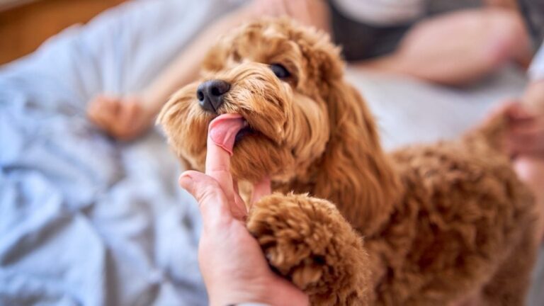 shutterstock 2436591197 e1763543149198