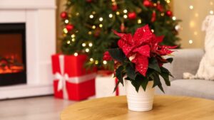 [Aggregator] Downloaded image for imported item #31685