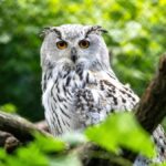 NAJVEĆA SOVA NA SVETU ŽIVI U SRBIJI Sibirska ušara, fascinira svojom veličinom i retkošću shutterstock 2643843737