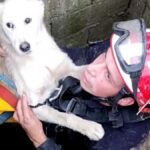 DRAMATIČNE SCENE U SRPSKOM SELU! Štene upalo u bunar, hrabri vatrogasci odmah krenuli u akciju - Pogledajte slike koje su oduševile Srbiju (FOTO) stene spaseno bunar Topolovnik