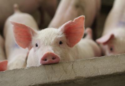 [Aggregator] Downloaded image for imported item #45367