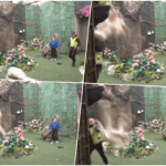 NAJJEZIVIJA SCENA U SVIH DEVET SEZONA RIJALITIJA! Uroša Stanića Asmin prvo davio i vukao po podu, a onda usledio pad sa velike visine (VIDEO) urod