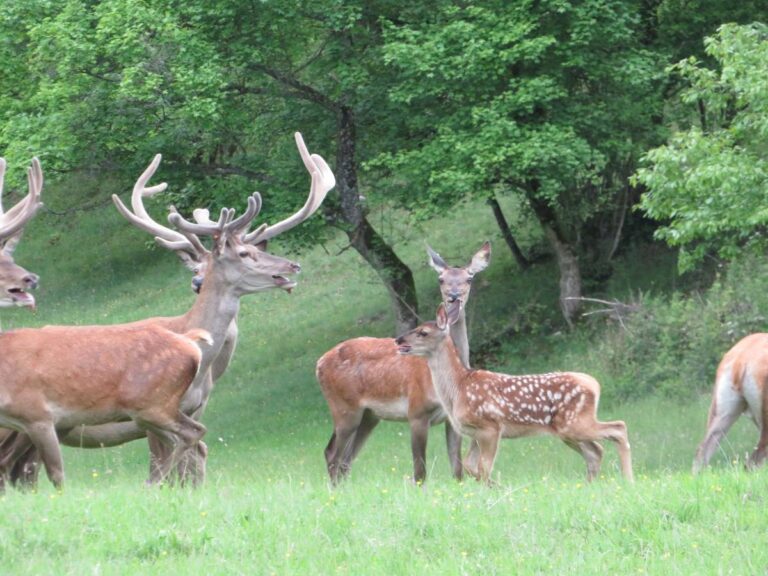 [Aggregator] Downloaded image for imported item #84228