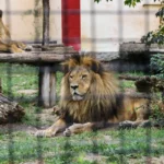 [Aggregator] Downloaded image for imported item #94487