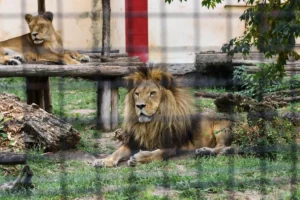 [Aggregator] Downloaded image for imported item #94487