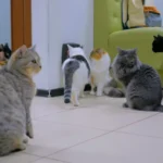 [Aggregator] Downloaded image for imported item #64921