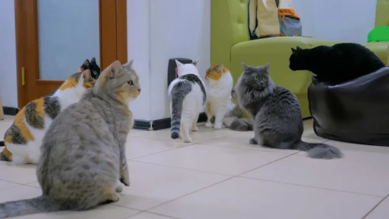 [Aggregator] Downloaded image for imported item #64921