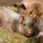 [Aggregator] Downloaded image for imported item #107097