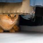 [Aggregator] Downloaded image for imported item #119978