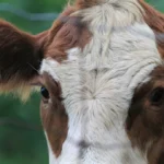 [Aggregator] Downloaded image for imported item #89079