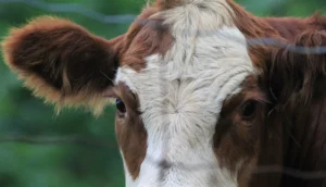 [Aggregator] Downloaded image for imported item #89079